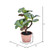 Vickerman 14 inch Artificial Green Succulent, Paper Pot