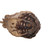 Vickerman Natural Botanicals 20 inch Mehogany Pods on Stem Includes 100 Stems per Pack