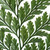 Vickerman 6-10 inch Fern Green Fern - Davalia, 6 stems, Preserved