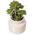  Vickerman 11 inch  Artificial Green Succulent in Round Ceramic Pot. 