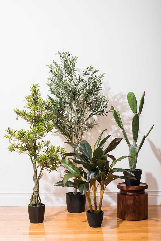 arrangement of plants