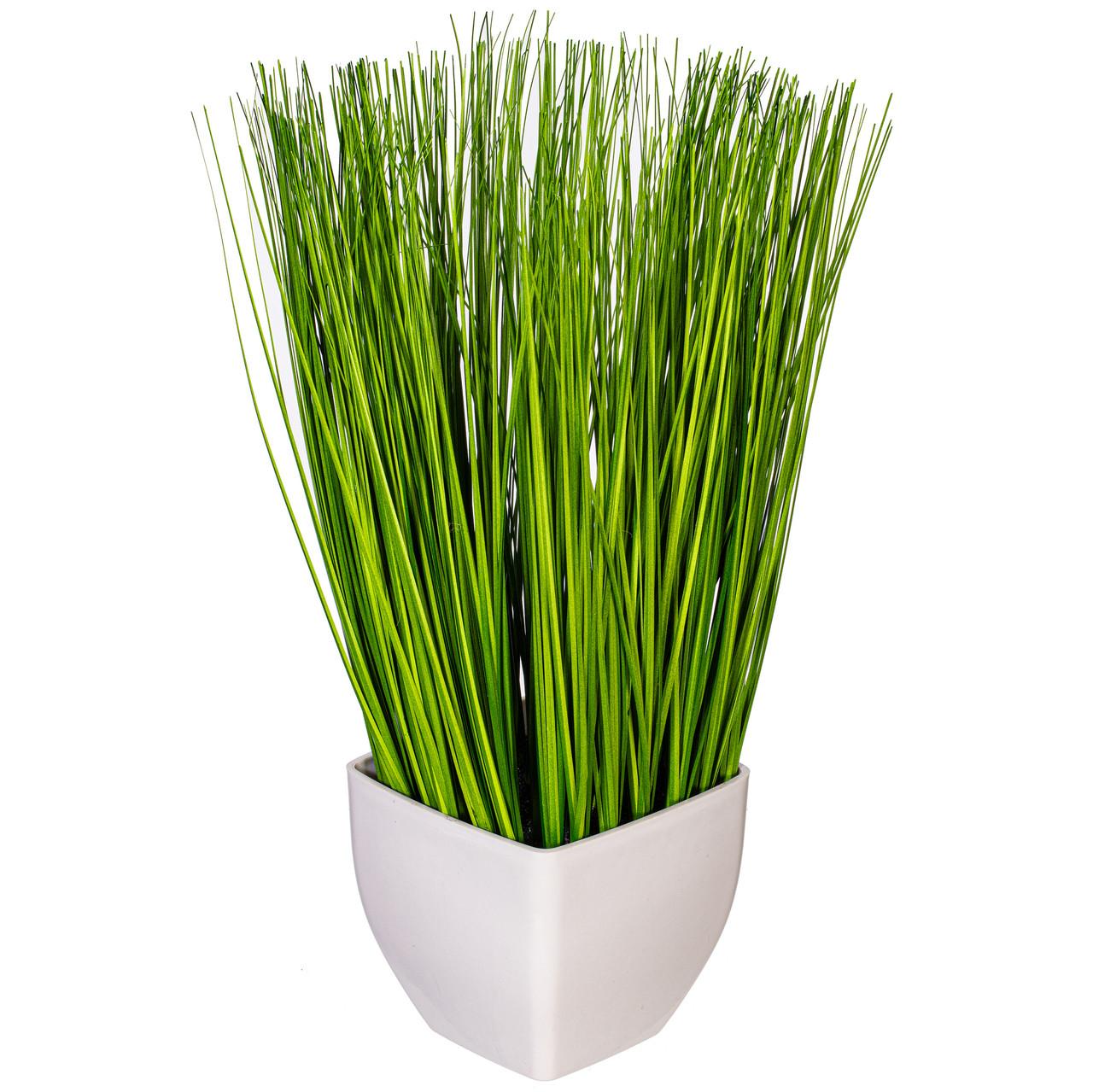 lucky bamboo pot Lucky Bamboo Stalks Gift