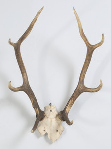 Deer Antler 8-Point Mount from Southwestern France Circa 1960's