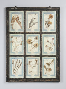 Set of (9) Pressed Italian Botanicals Beautifully Mounted in Old Antique Window Wall Hanging Set of (9) Pressed Italian Botanicals Beautifully Mounted in Old Antique Window Wall Hanging