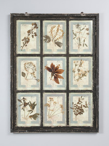 Pressed Botanicals Set of (9) Mounted in Old Window Frame Italian Dated 1913 Wall Hanging Pressed Botanicals Set of (9) Mounted in Old Window Frame Italian Dated 1913 Wall Hanging