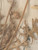 Pressed French Botanical, circa 1897