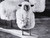 Tony Soluri Original Sheep Silver Print Lamb