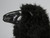 Old Plank Black Sheep in Resin Head Side Old Plank Black Sheep in Resin Head Side