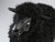 Old Plank Black Sheep in Resin Face Detail Old Plank Black Sheep in Resin Face Detail