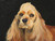 Hand-Painted American Cocker Spaniel Dog Canine on Tin Wall Hanging from Leek, England