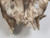 8-Point Deer Antler Mount from Southwestern France
