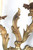 Antique Pair of French Gilt Bronze Louis XV or Rococo Style Sconces c1900-1920
