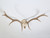 Deer Antler 8-Point Mount from Southern France c1960's