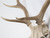 Deer Antler 8-Point Mount from Southern France c1960's