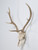 Deer Antler 8-Point Mount from Southern France c1960's