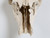 Deer Antler 8-Point Mount from Southern France c1960's
