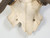 Deer Antler 8-Point Mount from Southwestern France Circa 1960's