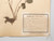 Antique Pressed Botanicals Set Grouping of (24) More Available 125-Years Old French