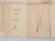 Antique Pressed Botanicals Set Grouping of (24) More Available 125-Years Old French