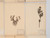Antique Pressed Botanicals Set Grouping of (24) More Available 125-Years Old French
