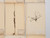 Antique Pressed Botanicals Set Grouping of (24) More Available 125-Years Old French