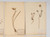 Antique Pressed Botanicals Set Grouping of (24) More Available 125-Years Old French