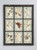 Pressed Botanicals Set of (9) Mounted in Old Window Frame Italian Dated 1913 Wall Hanging