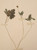 Set of Six Antique Pressed Botanicals, Hand-Crafted in France