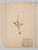 Set of Six Antique Pressed Botanicals, Hand-Crafted in France