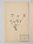 Set of Six Antique Pressed Botanicals, Hand-Crafted in France