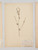 Antique Pressed Botanicals from France, Set of 9 - Unique Decor