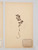 Antique Pressed Botanicals from France, Set of 9 - Unique Decor
