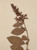 Antique Pressed Botanicals from France, Set of 9 - Unique Decor