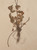 Antique Pressed Botanicals from France, Set of 9 - Unique Decor