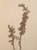 Antique Pressed Botanicals from France, Set of 9 - Unique Decor