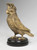 Bronze Cockatoo