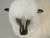 Lifesize, Life-Like, Bronze Sheep, Head Canted, Real Fur, Sheepskin, Wool, Shearling Head Lifesize, Life-Like, Bronze Sheep, Head Canted, Real Fur, Sheepskin, Wool, Shearling Head