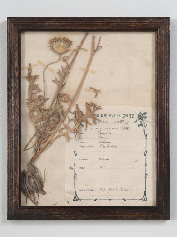 Pressed French Botanical, circa 1897