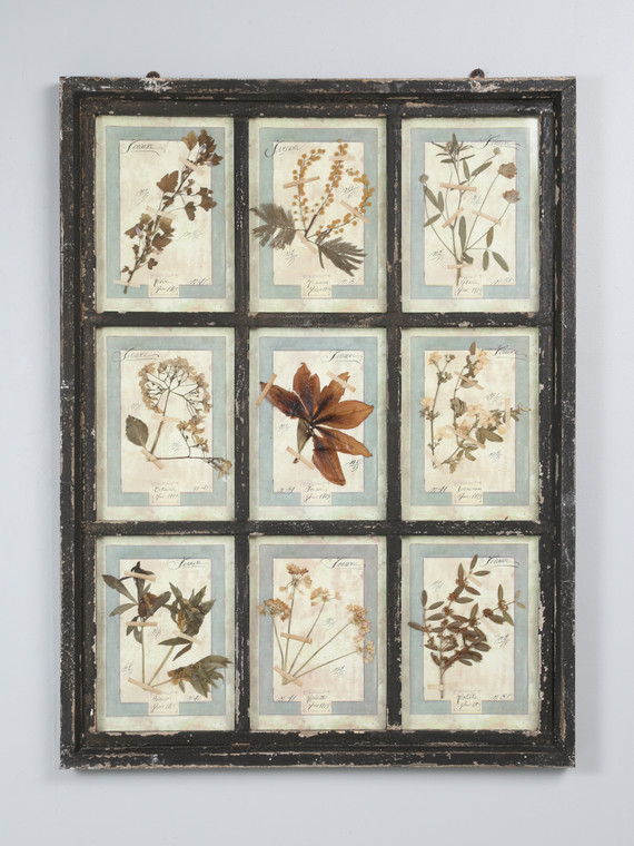 Pressed Botanicals Set of (9) Mounted in Old Window Frame Italian Dated 1913 Wall Hanging