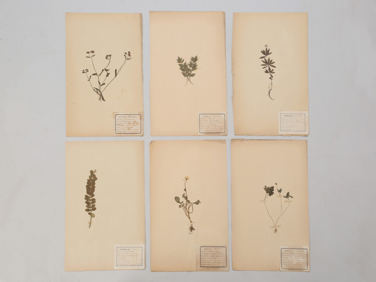 Set of Six Antique Pressed Botanicals