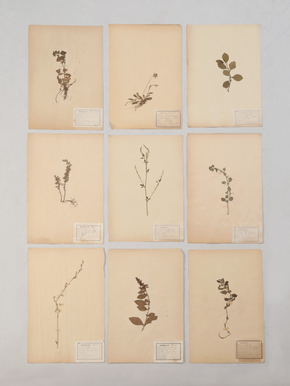Antique Pressed Botanicals