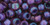 TOHO Round 3/0 Seed Bead Inside-Color Rainbow Rosaline/Opaque Purple-Lined, 2.5-Inch Tube