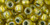 TOHO Round 3/0 Seed Bead Silver-Lined Citrus, 2.5-Inch Tube