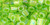 TOHO Cube 4mm Seed Bead Transparent-Rainbow Lime Green, 2.5-Inch Tube