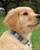 DOG iD Personalized Dog ID Tag DOG iD Personalized Dog ID Tag