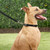 Frisco Solid Nylon Dog Leash Frisco Solid Nylon Dog Leash