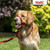 Halti Nylon Dog Headcollar Halti Nylon Dog Headcollar