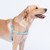 Awoo Fetch! AirTag Holder for Dog Collar, 2 count Awoo Fetch! AirTag Holder for Dog Collar, 2 count
