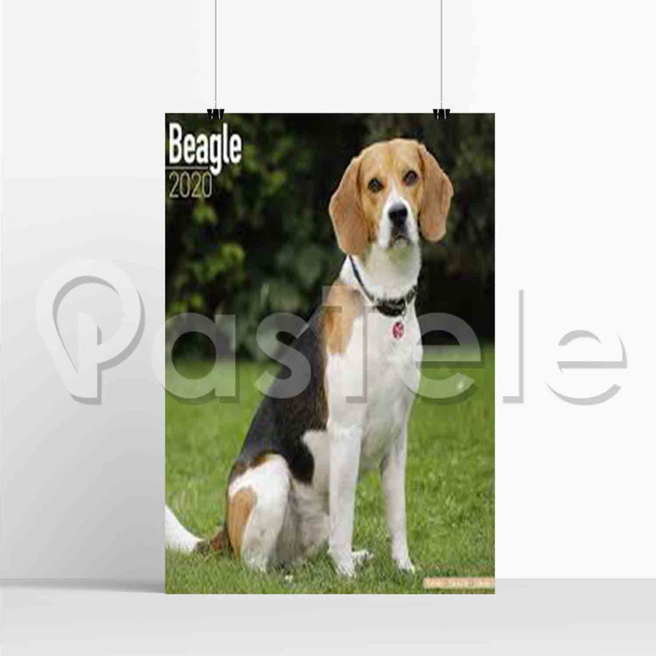 Beagle Puppies - Westchester Puppies