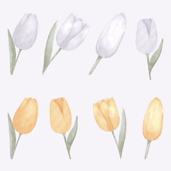 Pastele Watercolor Tulips Clipart PNG Bundles EPS 300 Dpi File Ready to Use Editable printable Vector Artwork Instant Digital Download for Print to Fabric Textile Clothing Paper Wall Art Wall Decor Wall Paper Embroidery Birthday Stickers